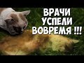 Ужасное происшествие с котом!