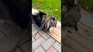 Джесси и ворона #dog #pomeranian #собака