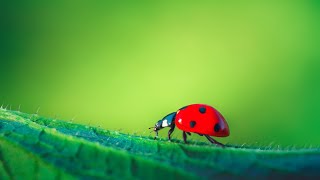 what do ladybugs eat???