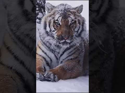 Video: Ussuri tiger - northern beauty