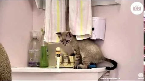 Watch the video about Handsome, Playful Trevor