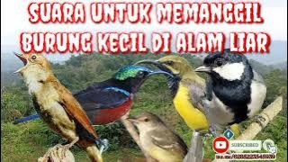 Download lagu suara pikat burung kecil || prenjak cigun cipas gelatik batu pasti nyambar