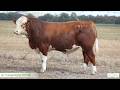 Lot 7 Lucrana Vulture V179 (PP)