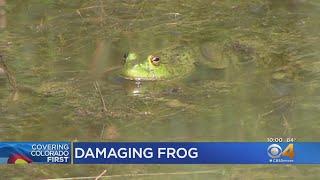 American Bullfrogs Causing Damage In Colorado