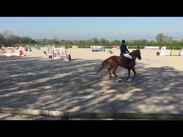 Golddigger de Grandry - CC 5 ans Haras de la vallée