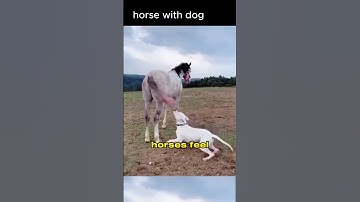 How powerful is horse