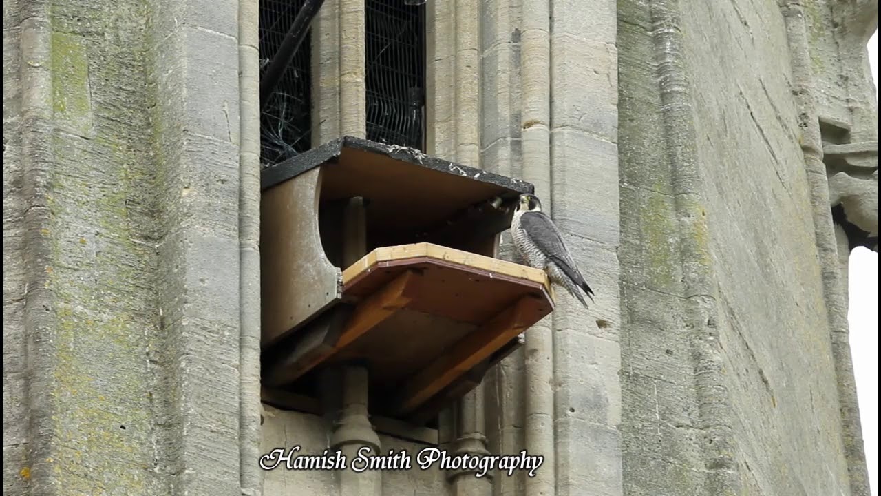 Bath Peregrines: External view of a brooding changeover - 20200503 - YouTube