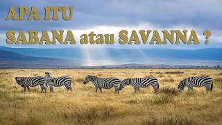 Savanna The Most Fragile Ecosystem In The World
