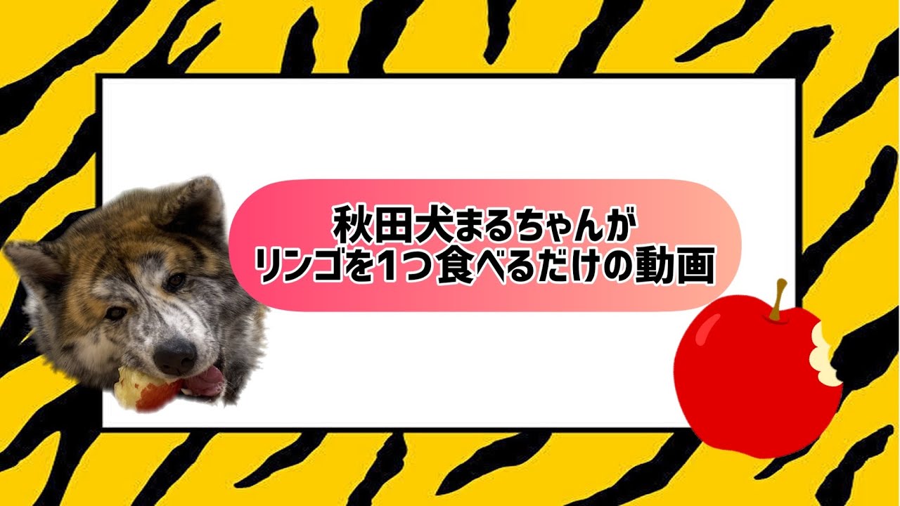 秋田犬まるちゃんがリンゴを1つ食べるだけの動画 Youtube