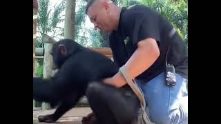 Chimpanzee spending quality time with his keeper