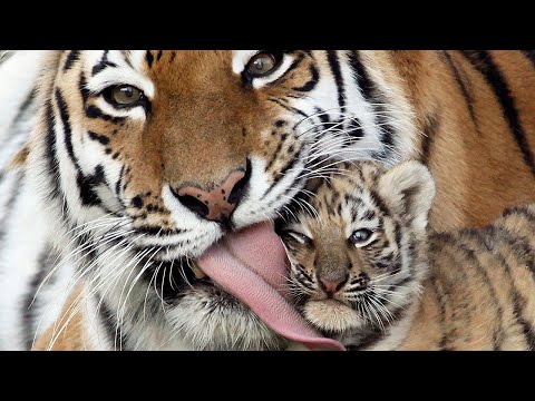 Тайная Жизнь Тигров The Secret Life Of Tigers | 4K |