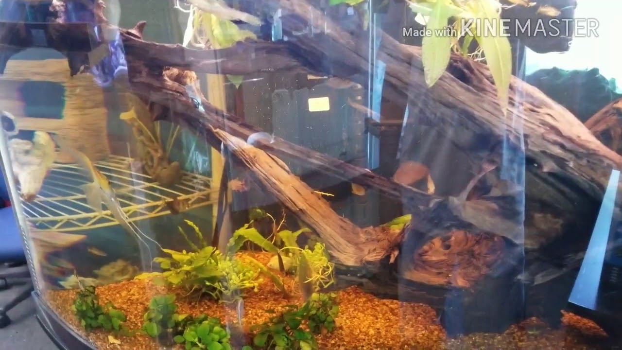 IN THE WIND THE FISH TANK GUY P1 YouTube