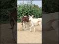 gadha pets donkeys #animals #youtubeshorts