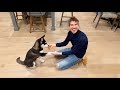 Puppy Learns His First Trick!