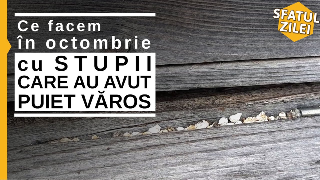 Ce facem in octombrie cu STUPII CARE AU AVUT PUIET VAROS