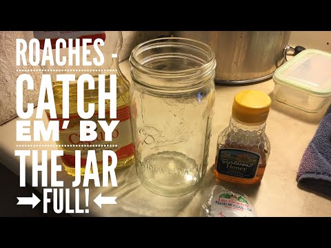 Roaches! - Catch em’ by the Jar Full!