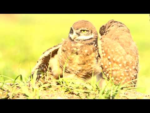 burrowing-owls
