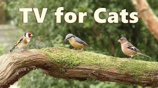 Cat Tv Birds ~ Perfect Little Birds For Cats To Watch