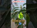 कच्चा मीठा आम | Mitha Mango Plant | #shortsfeed #shorts #ytshorts #viral