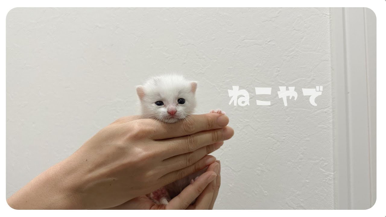 【緊急動画】ノミがいっぱいの場所から保護された163ｇの白猫【保護猫生活1日目】