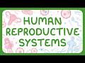 KS3 Biology - Human Reproductive Systems
