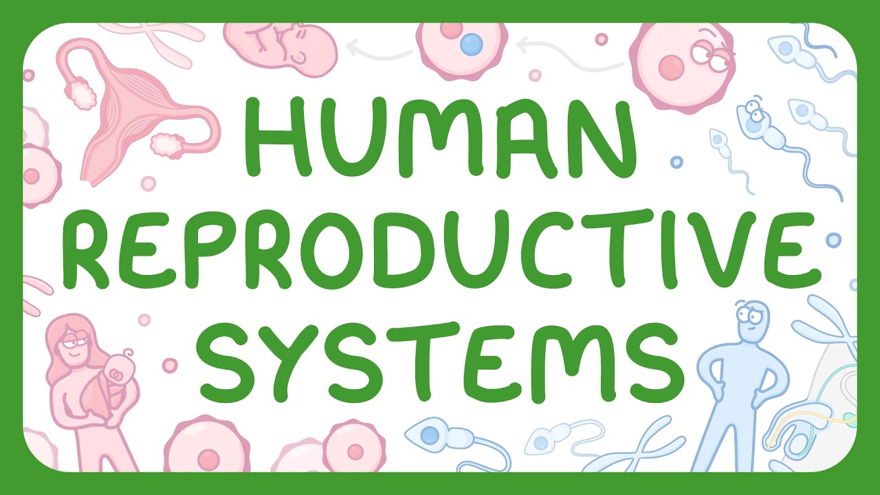 KS3 Biology - Human Reproductive Systems - YouTube