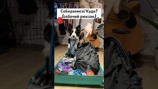 А ну кто угадает? 🤔🗺️ #путешествия #собака #обзор #бордерколли #догблогер #влог #собираемсявместе