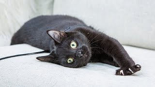 Adoption Ever After - Jellybean - Home & Family
