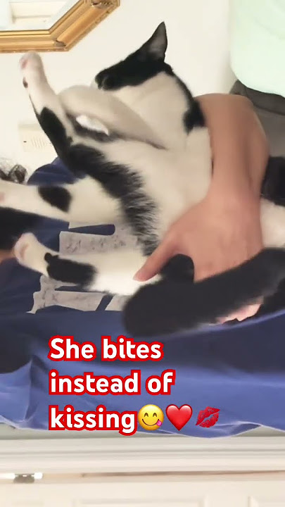 #trending #shortvideo #kitten #kitty #cute #cat #kissing #biting #love #lol