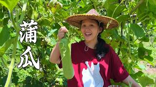 Pumpkin or winter melon?My mother-in-law's question was so awkward