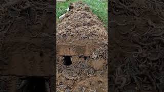 The Scorpion King  Movie  Scorpion  Come Home With Me