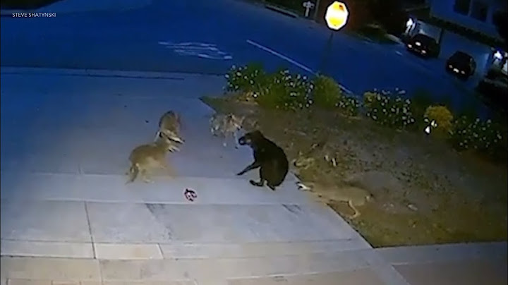 Stray dog battles 5 coyotes in Brea, California