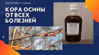 Кора осины от всех болезней