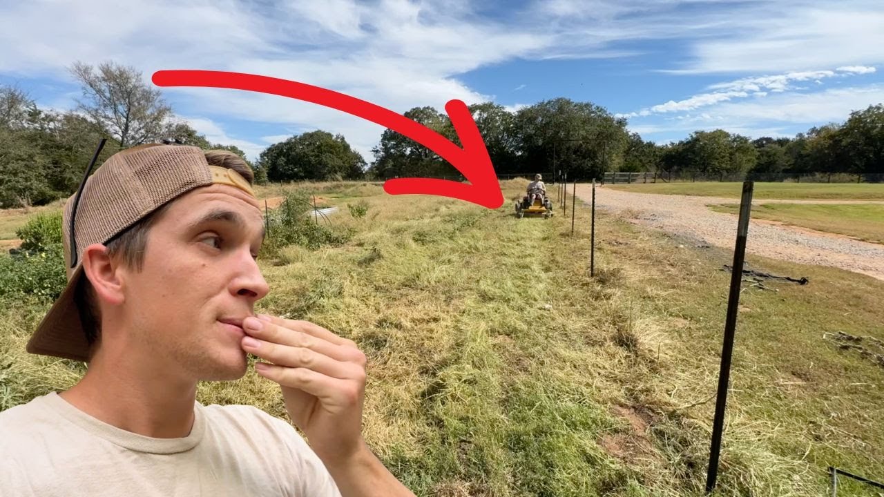 I ran over the family of them 4 times! Some how they all survived ...