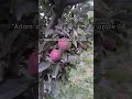 Adam apples🍎 #apple #nature #garden#summer #pruning