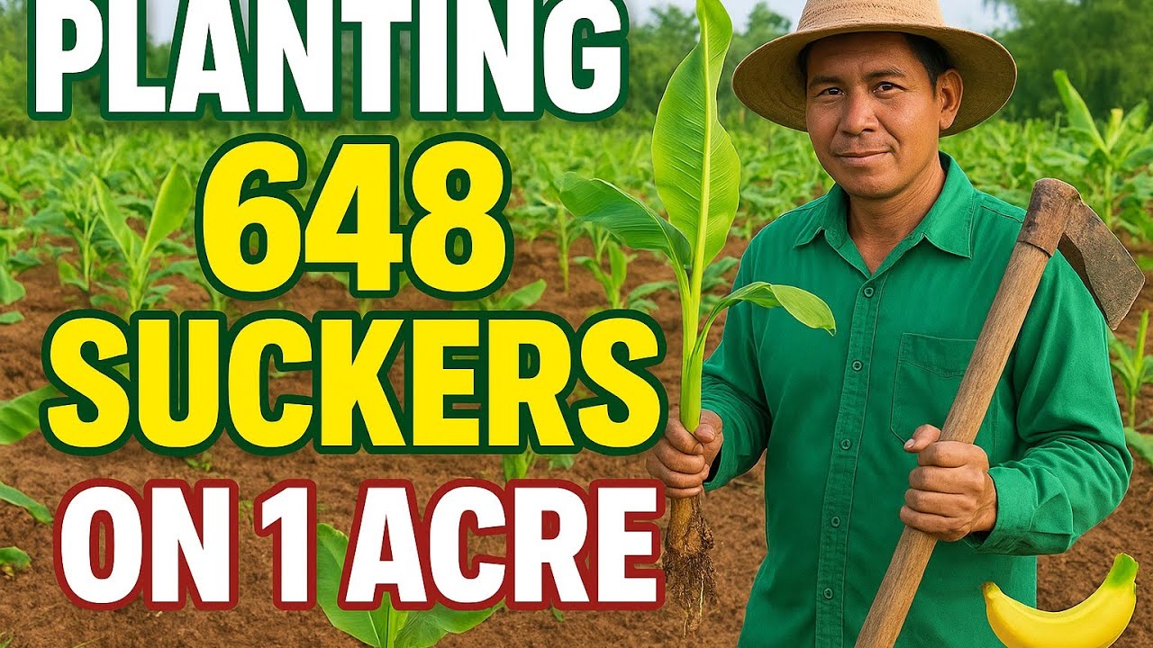 How I Started My Plantain Farm (Step by Step Guide)