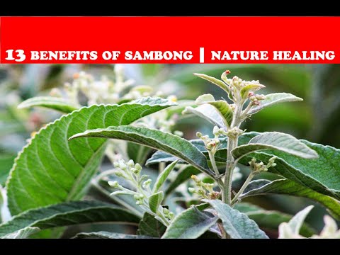 13 BENEFITS OF SAMBONG |  MEDICINAL PLANT | NATURE CURES...