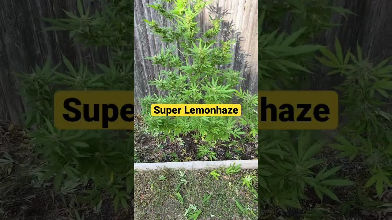 Super Lemonhaze 🍋