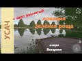 Русская рыбалка 4 - озеро Янтарное - Усач и карп рамчатый