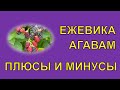 Ежевика/В Защиту Забытого Сорта Ежевики Агавам