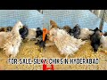 For sale sikly chiks in Hyderabad contact [6302422163] and [6304-035637] hurry up #youtube