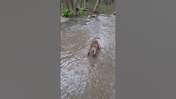 Khỉ lội nước ở rừng Sác huyện Cần Giờ #shorts