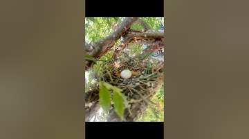 Just found a bird nest with an egg inside ￼#shorts #viral #video #trending #fyp #viralvideo #short