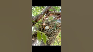 Just found a bird nest with an egg inside ￼#shorts #viral #video #trending #fyp #viralvideo #short