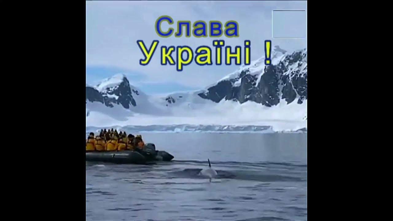 Погоня за пингвином! - YouTube