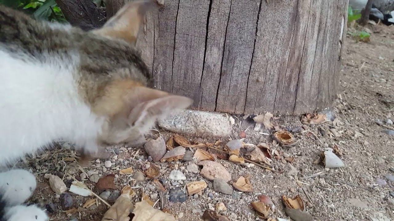 Hırlaya hırlaya yemek yiyen kedi YouTube