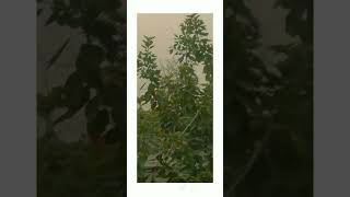 Lahore Soar Stem School  