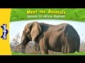 Meet the Animals 19 | African Elephant | Wild Animals | Little Fox | Animated Stories for Kids