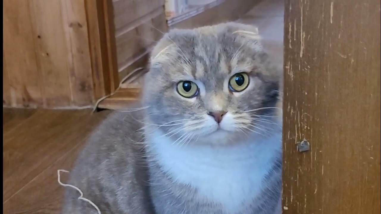 Даниэль гро. Видео про тише. Видео про тише. Канал мистер тиша. Мистер тиша 2017.