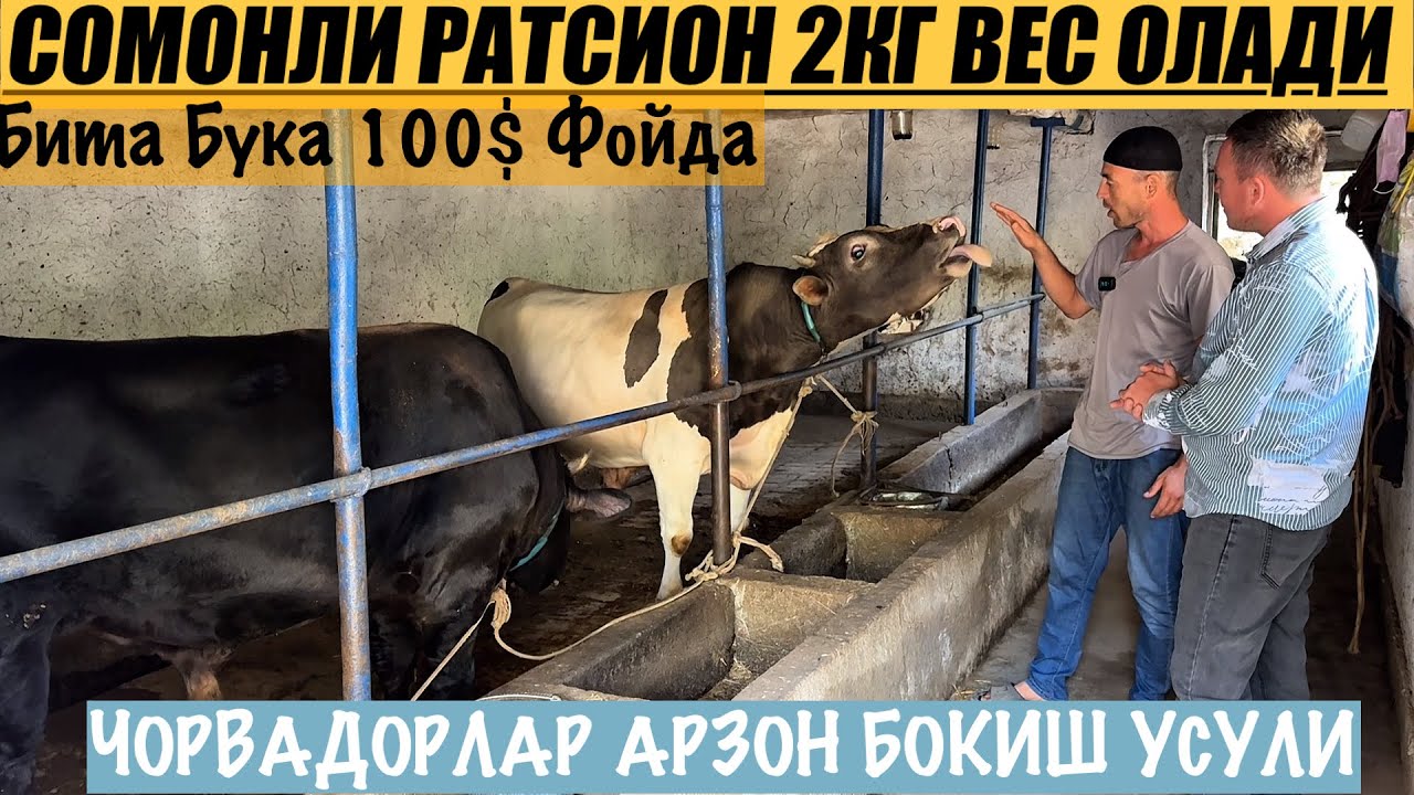 1 КУНДА  1.5 кг 2кг кошиш сирлари сомонли ратсион